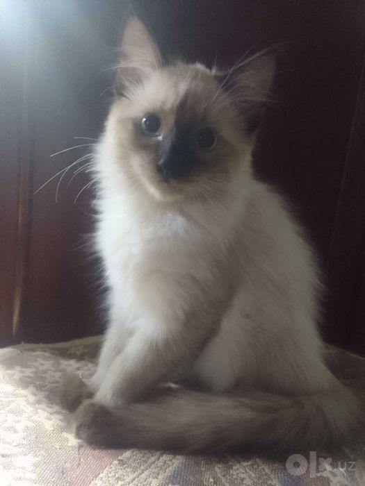 Отдам котят в хорошие руки