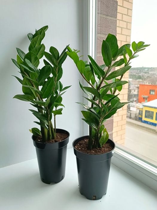 Продам комнатные растения