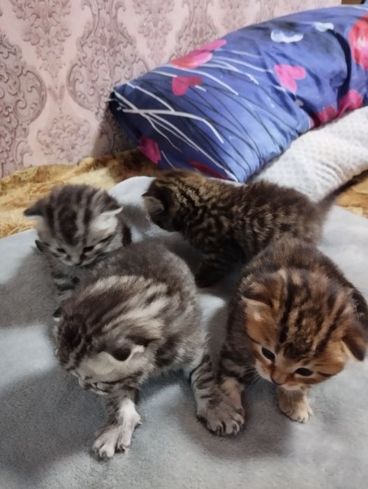 Шотландский котята