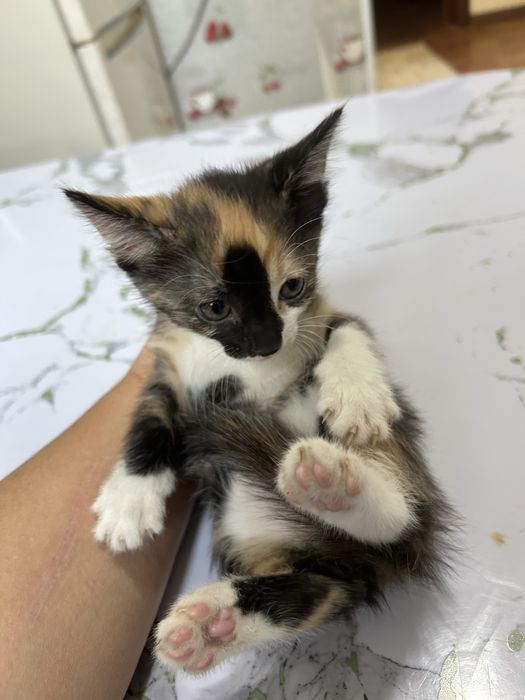 Котёнка отдам в добрые руки