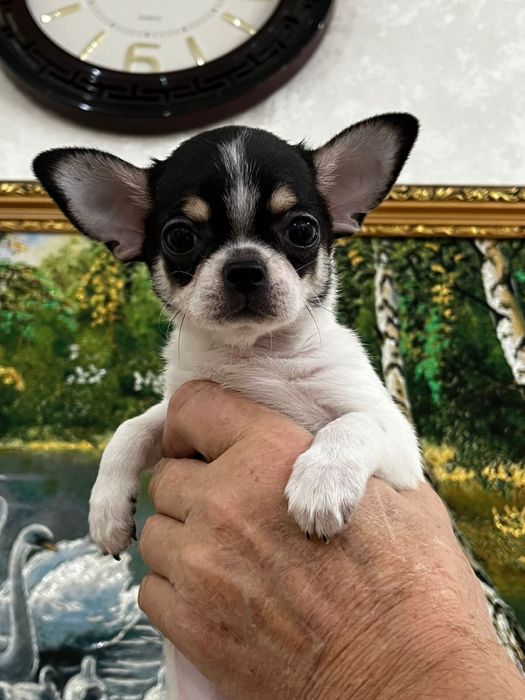 Чихуахуа беби фейс