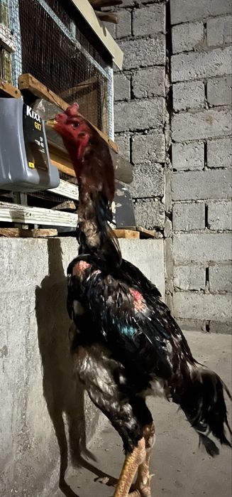 Daken huroz utgan yiliki