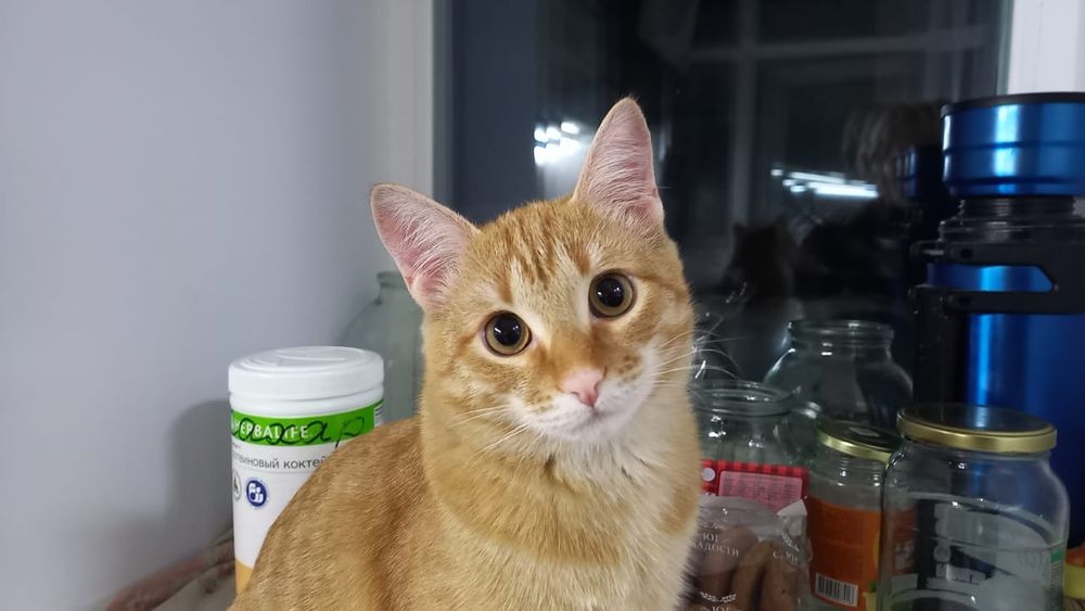 Отдам молодого котика