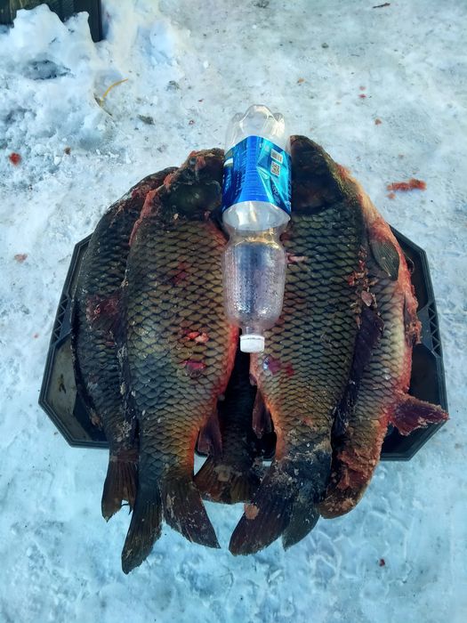 Рыба карп свежая