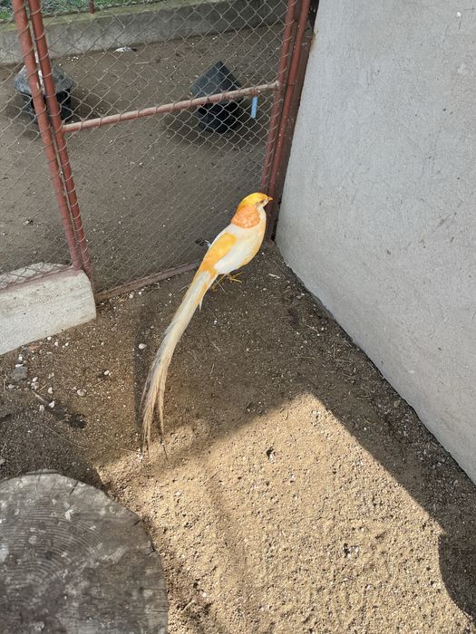 Fazani piersica 2025