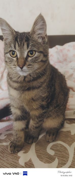 Полубенгал мальчик котенок