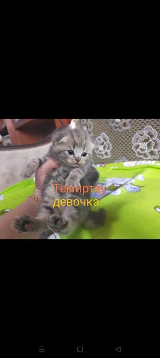 Открыта бронь. Шотландские малыши.