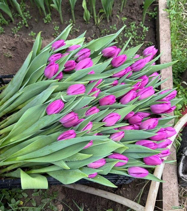 Голландские тюльпаны оптом и в розницу