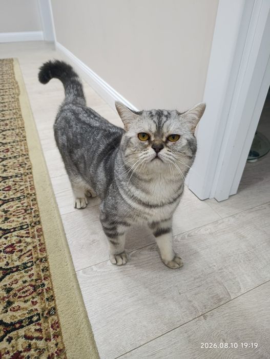 Отдам кота Шотландский прямоухи (Скоттиш-страйт)