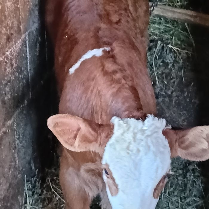 De vanzare vacă cu vițel