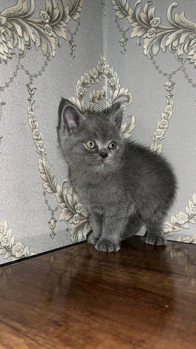 Britanes+skotish fold mushukchalar