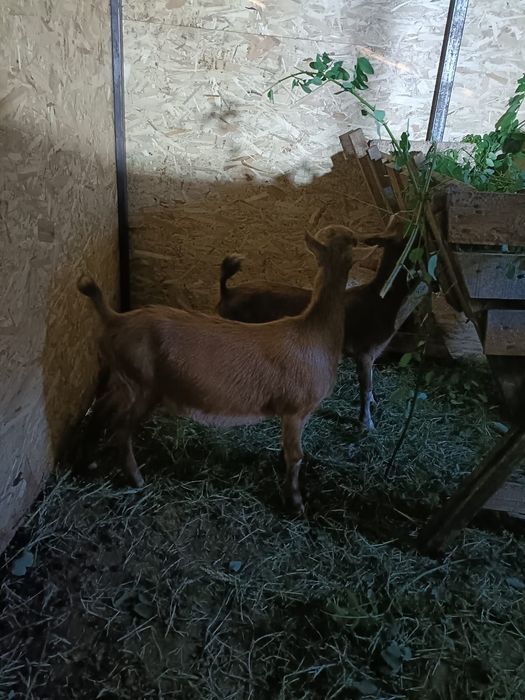 Vând 2 capre și 2 iedute