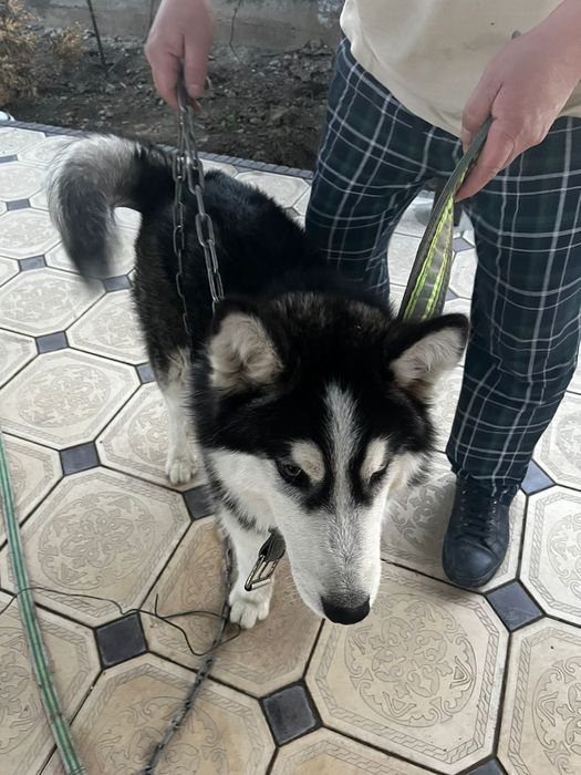 Хаски продам быстро срочно