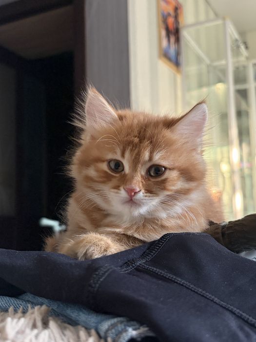 Рыжий котенок девочка