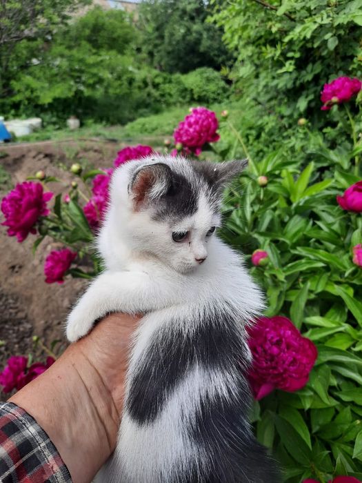 Девочка ищет дом