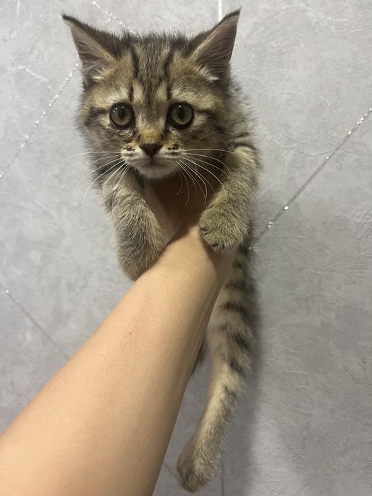 Кошечка со сломанной лапкой