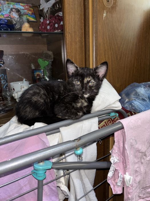 Отдам котят бесплатно