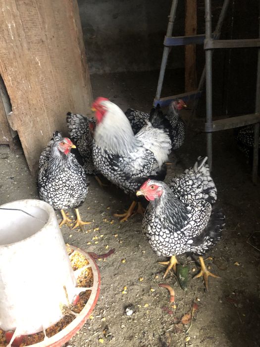 Vand familie gaini rasa Wiandotte argintiu