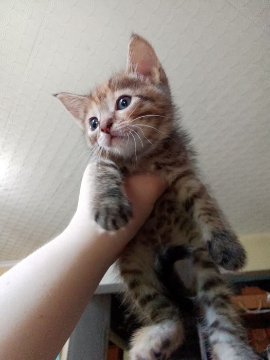 Котята в добрые руки
