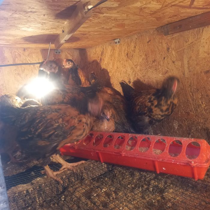 Цеплята кучин сицевые