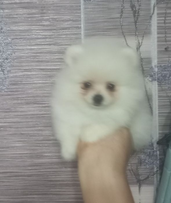 Щенки шпица тип мишка