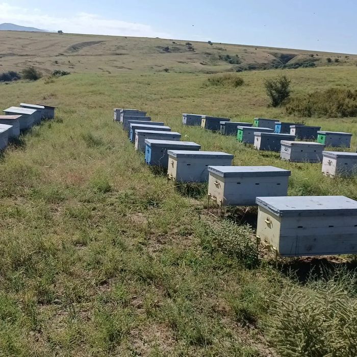 Тау балы 2500кг &