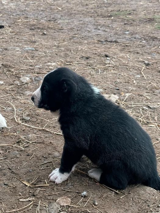 Алабай күшіктер сатылады