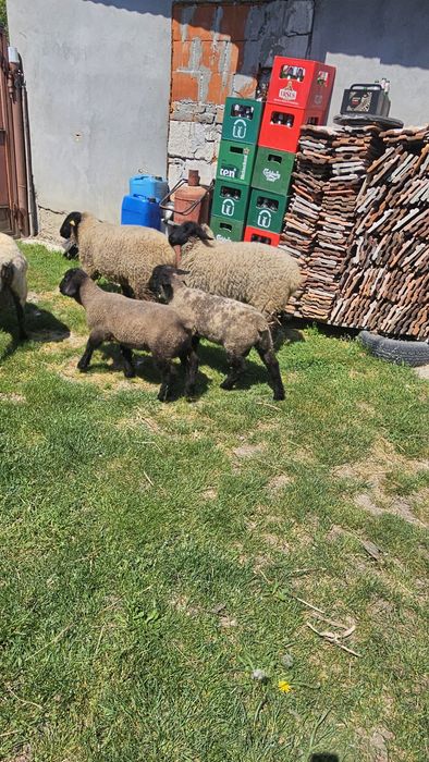 Berbecut Suffolk de vanzare