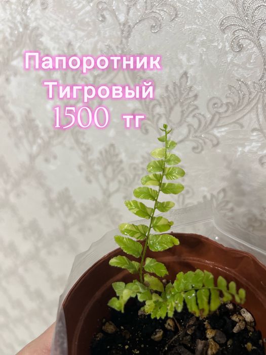 Разные цветы, сразу с ценами все