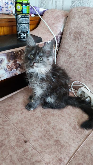 Продажа котят Мейн кунов