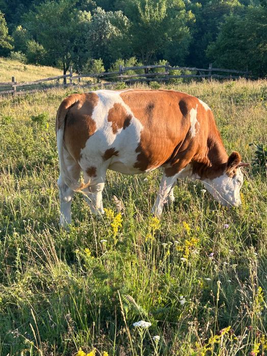 Animale de vanzare