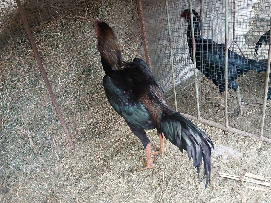 Mayski juja sotiladi