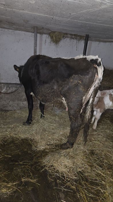 Vacă cu vitel  .
