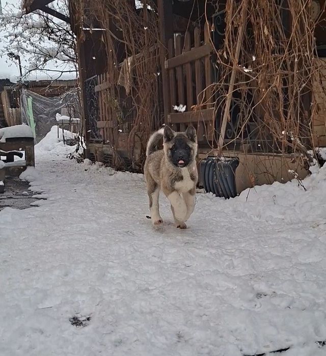 Акита щенки продажа