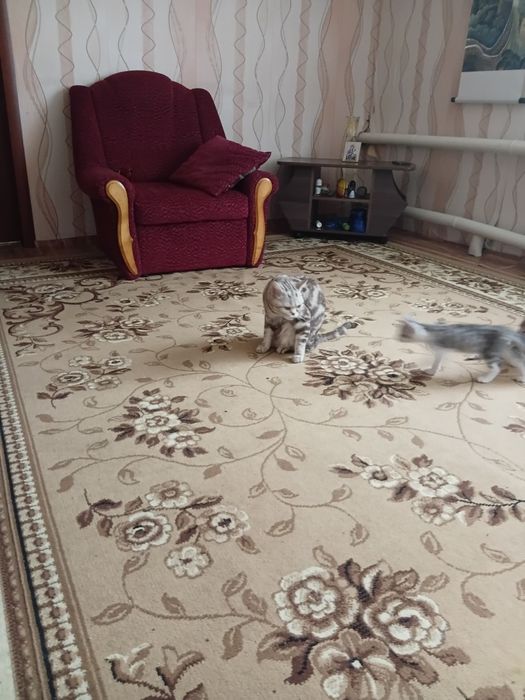 Отдам даром котят