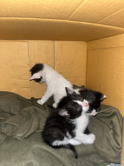 3 Котенца от град Плевен