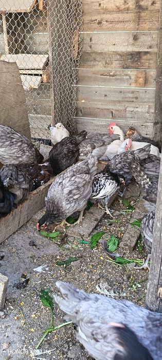 Cocoșei australorp