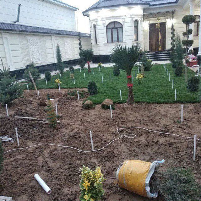 Savdonik gazon ekish archa stirichk qilish