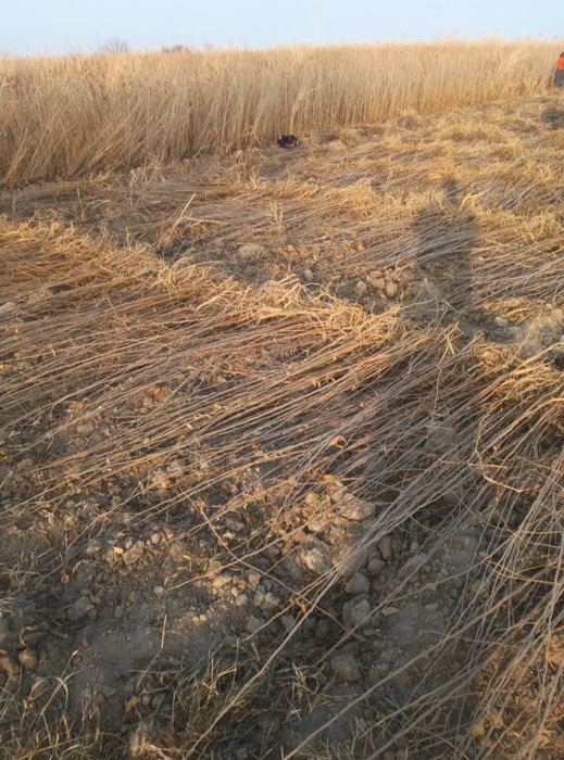 Tut kuchatlari sotiladi