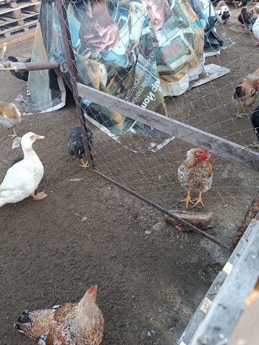 Разменям петли за кокошки