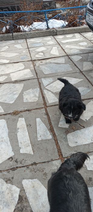 Отдам щенков бублика и пончика.