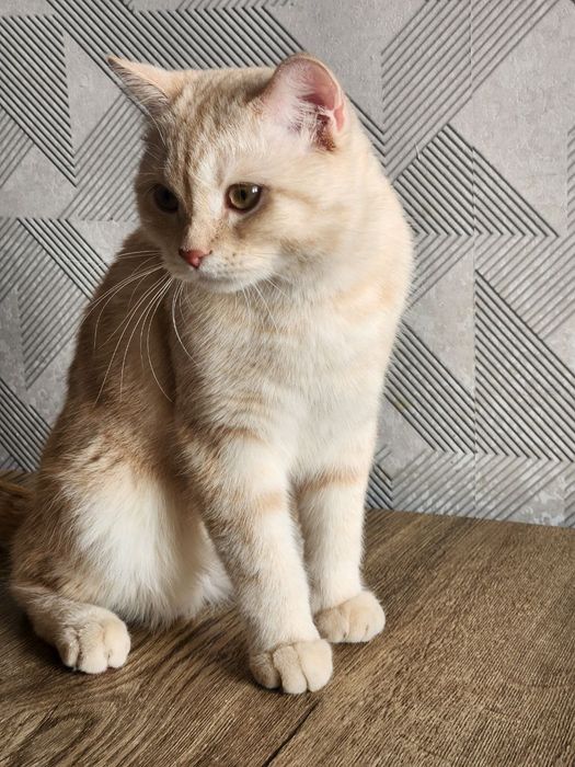 Продаётся кот породы скотиш страйт