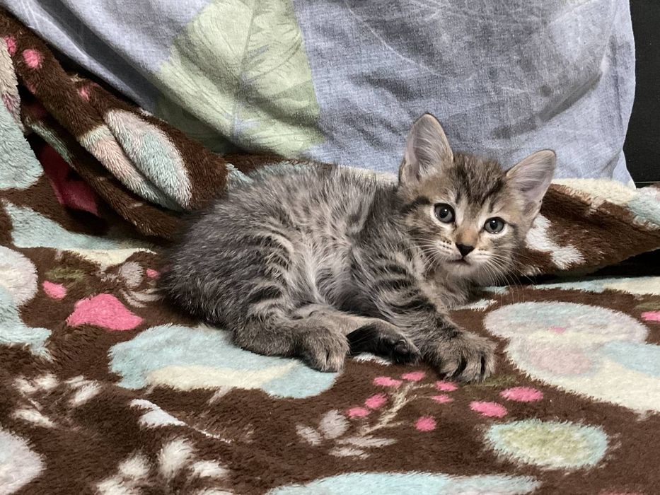 Отдам котенка в добрые руки