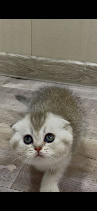Шотландский вислоухий котёнок серебристая шиншилла