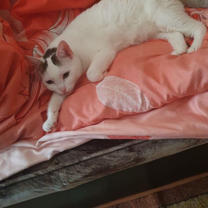 Pisică spre adopție – 4 ani, sterilizată