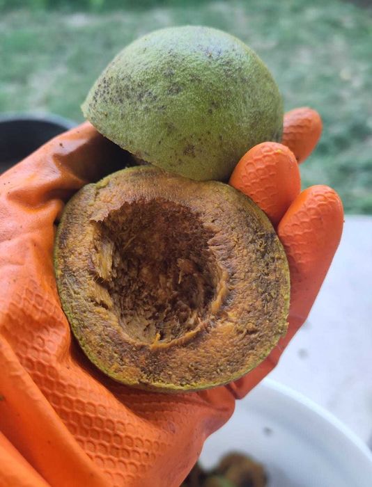 Tinctură de nuci negre 100 ml