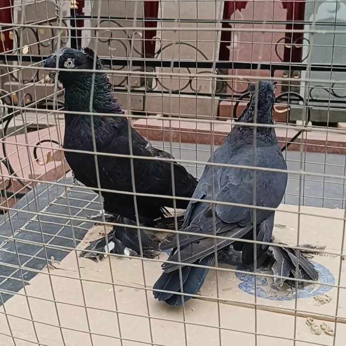 Голуби самка самец