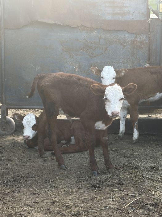 Продам бычков 1,5 месяцев