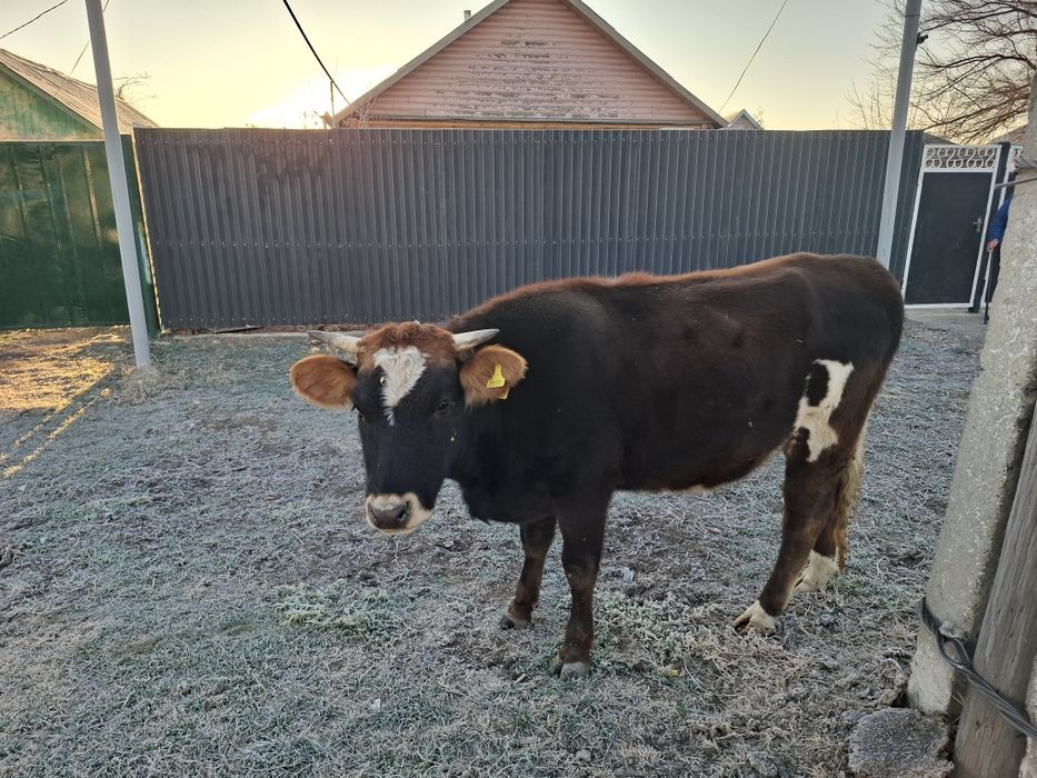 Продам двух первотелок