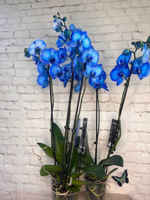 ОРХИДЕИ в горшке